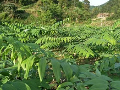 黃精栽培技術